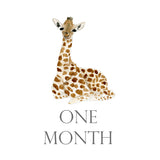 Baby Month Cards